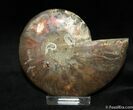 Inch Polished Madagascar Ammonite (Half) #1068-1